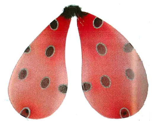 Ailes de coccinelle