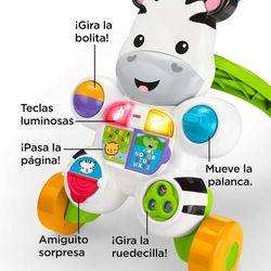 CEBRA PARLANCHINA PRIMEROS PAS