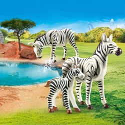 Zèbres avec bébé
